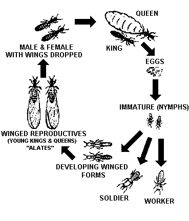Life Cycle of Subterranean Termites